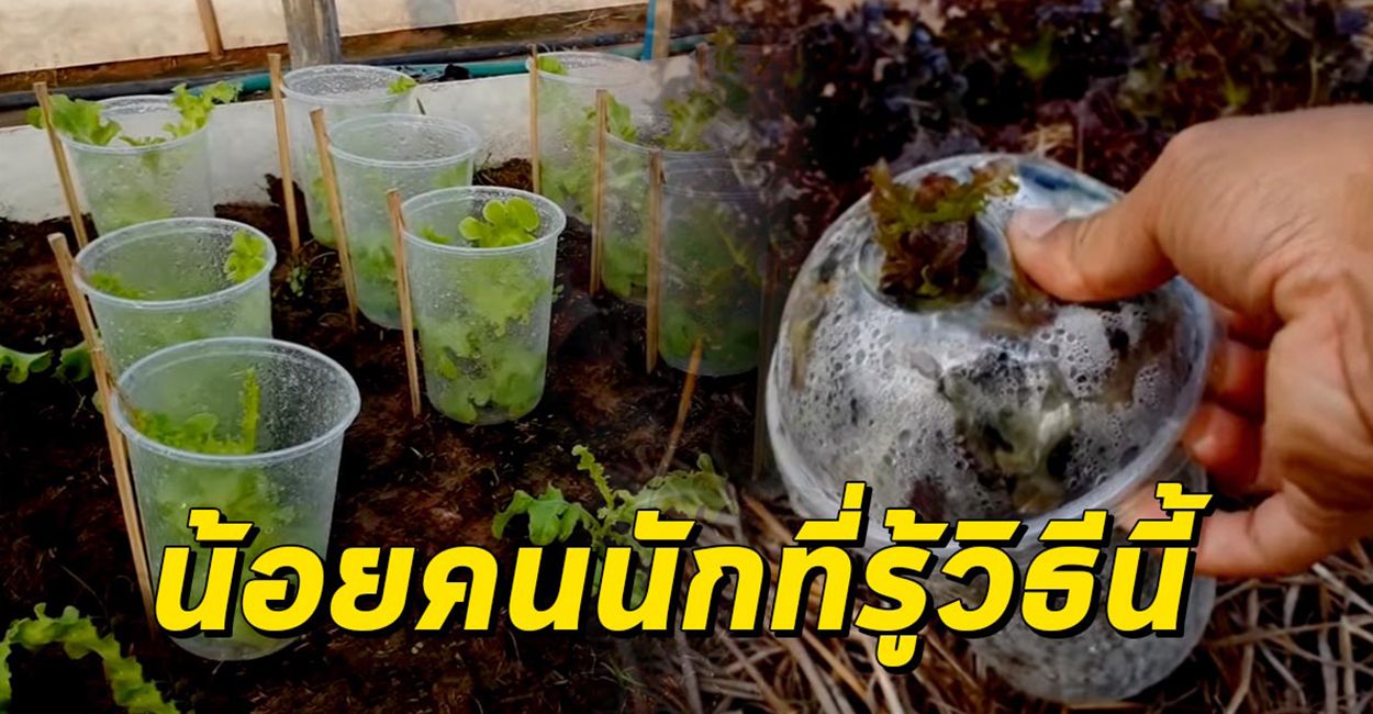 เกษตร นานา Kaset NaNa ผักไม่ช้ำ เก็บผลผลิตง่าย ไอเดียปลูกผักแคปซูล