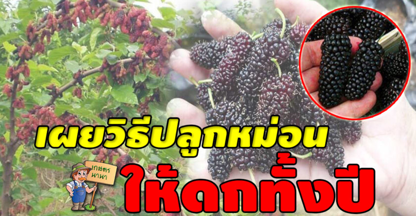 เกษตร นานา Kaset NaNa เผยวิธีปลูกมัลเบอรี่ หรือหม่อน ให้สามารถออกผลได้ตลอดทั้งปี