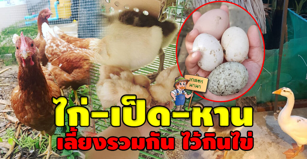 เกษตร นานา KasetNaNa ทำเกษตรแบบผสมผสานเลี้ยงไก่-เป็ด-ห่าน-ไว้กินไข่ ในสวนหลังบ้าน