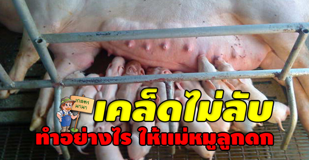 เกษตร นานา Kaset NaNa เคล็ดไม่ลับ ทำอย่างไรให้แม่หมูลูกดก