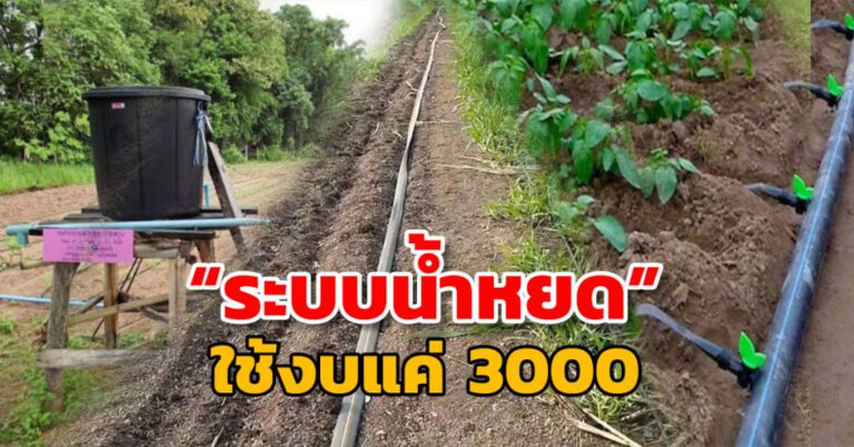 ระบบน้ำหยด จบในงบ 3,000 บาท ผักโตไว ให้ผลผลิตตลอดปี