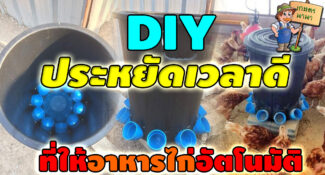 DIY ทำที่ให้อาหารไก่อัตโนมัติ แบบประหยัดงบ ใช้ได้จริง