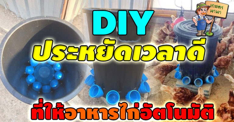 DIY ทำที่ให้อาหารไก่อัตโนมัติ แบบประหยัดงบ ใช้ได้จริง