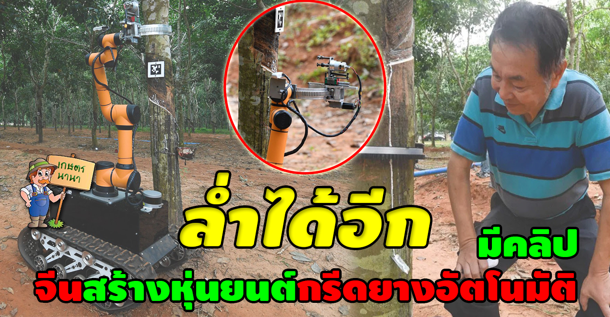 เกษตร นานา Kaset NaNa ล่ำได้อีก จีนสร้างหุ่นยนต์กรีดยางพาราอัตโนมัติ