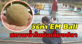 วิธีปรับสภาพน้ำในบ่อเลี้ยงปลา ด้วย EM Ball อีเอ็ม บอล