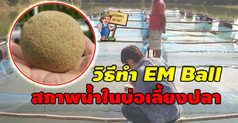 วิธีปรับสภาพน้ำในบ่อเลี้ยงปลา ด้วย EM Ball อีเอ็ม บอล