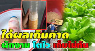 สูตรทำปุ๋ยฮอร์โมนไข่แบบเข้มข้น พืชผักโตไว เร่งผล เร่งโต ได้ดีมาก