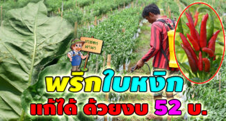 เคล็ดไม่ลับจากเจ้าของสวน แก้พริกใบหงิกได้ง่ายๆ ด้วยงบ 52 บาท