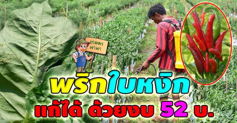 เคล็ดไม่ลับจากเจ้าของสวน แก้พริกใบหงิกได้ง่ายๆ ด้วยงบ 52 บาท