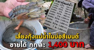 เผยแนวทางการ “เลี้ยงกุ้งแม่น้ำในบ่อปูน” ให้ขายได้สูงถึง 1,400 บาท/กิโลกรัม