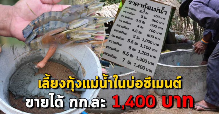 เผยแนวทางการ “เลี้ยงกุ้งแม่น้ำในบ่อปูน” ให้ขายได้สูงถึง 1,400 บาท/กิโลกรัม