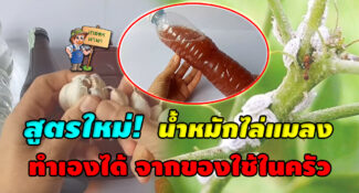 ใหม่! แจกสูตร น้ำหมักไล่แมลง ทำเองได้ จากของใช้ในครัว