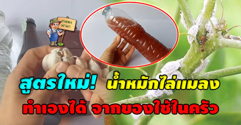 ใหม่! แจกสูตร น้ำหมักไล่แมลง ทำเองได้ จากของใช้ในครัว