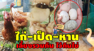 ทำเกษตรแบบผสมผสานเลี้ยงไก่-เป็ด-ห่าน-ไว้กินไข่ ในสวนหลังบ้าน