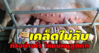 เคล็ดไม่ลับ ทำอย่างไรให้แม่หมูลูกดก