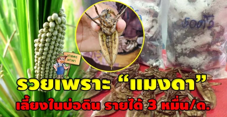 เผยเทคนิคเลี้ยง “แมงดานา” ในบ่อดิน ลงทุนน้อย สร้างรายได้ 3 หมื่นบาทต่อเดือน