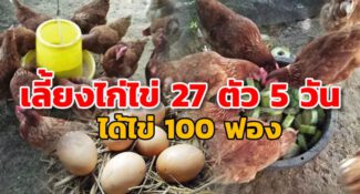 เลี้ยงไก่ไข่ 27 วันแบบขำ ๆ กลับทำกำไรทุกวัน แบ่งปันวิธีพร้อมสูตรอาหาร