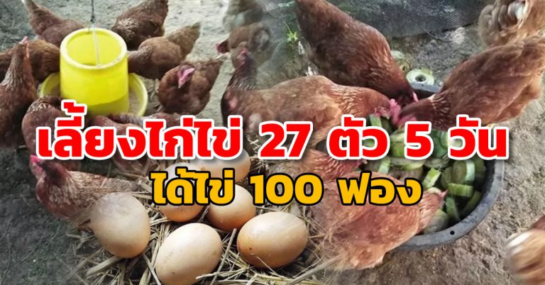 เลี้ยงไก่ไข่ 27 วันแบบขำ ๆ กลับทำกำไรทุกวัน แบ่งปันวิธีพร้อมสูตรอาหาร