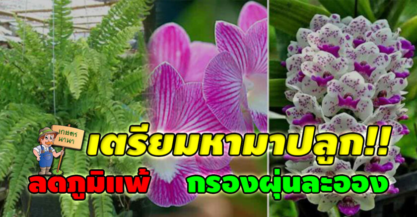 ต้นไม้ 8 ชนิด ช่วยฟอกอากาศ ขจัดฝุ่น KasetNaNa เกษตรนานา