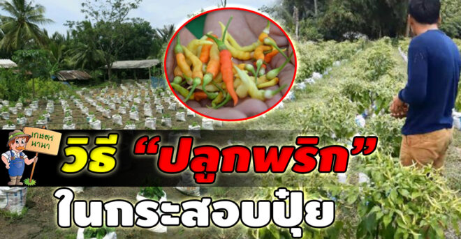 Kaset NaNa เกษตร นานา วิธีปลูกพริก ในกระสอบถุงปุ๋ย