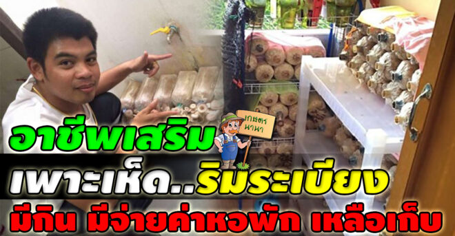 Kaset NaNa เกษตร นานา หนุ่ม เพาะเห็ดริมระเบียง อาชีพเสริมที่ช่วยจ่ายค่าหอพักได้จริง