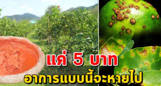 แค่ 5 บาท หมดปัญหา แคงเกอร์ในสวนมะนาว