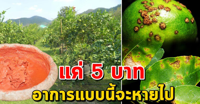 แค่ 5 บาท หมดปัญหา แคงเกอร์ในสวนมะนาว