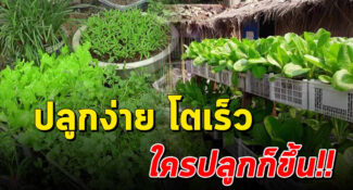 วิธีเพาะเมล็ดผักสวนครัว 10 ชนิด ปลูกง่าย ใครปลูกก็ขึ้น