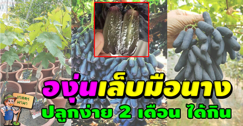 วิธีการปลูกองุ่นเล็บมือนาง kaset nana เกษตร นานา