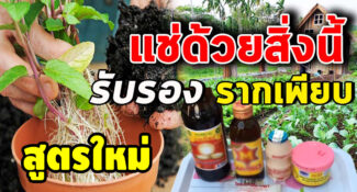 สูตรใหม่ เร่งรากแบบไม่ต้องหมัก รากงอกไว ออกเยอะ