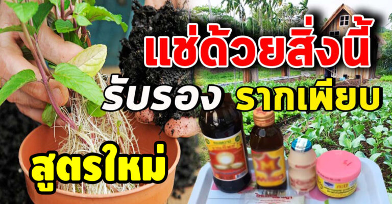 สูตรใหม่ เร่งรากแบบไม่ต้องหมัก รากงอกไว ออกเยอะ