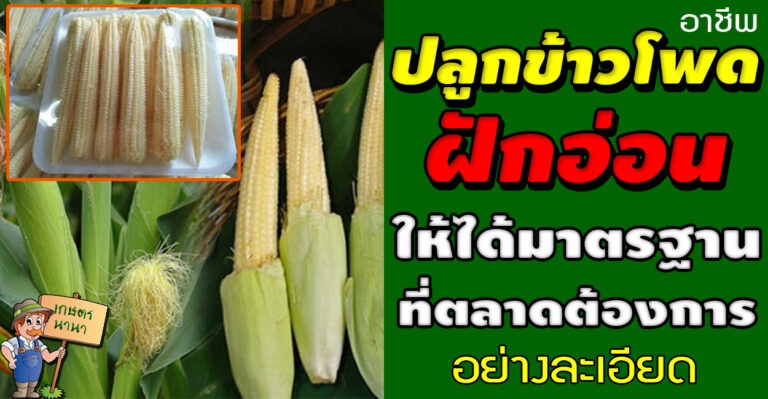 วิธีการปลูกข้าวโพดฝักอ่อน ให้ได้มาตรฐานที่ตลาดต้องการ