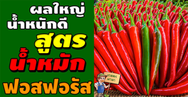 สูตรน้ำหมักฟอสฟอรัส ช่วยสร้างตาดอก เพิ่มขนาดผลผลิตใหญ่ น้ำหนักดี เพิ่มความหวานให้ผลไม้