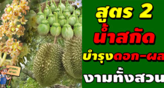 วิธีการทำน้ำหมัก น้ำสกัด ชีวภาพ สูตร 2 (บำรุงดอกและผล)