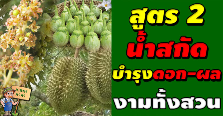 วิธีการทำน้ำหมัก น้ำสกัด ชีวภาพ สูตร 2 (บำรุงดอกและผล)