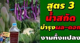 วิธีการทำน้ำหมัก น้ำสกัด ชีวภาพ สูตร 3 (บำรุงผลและดอก)