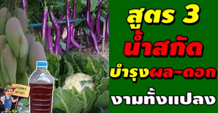 วิธีการทำน้ำหมัก น้ำสกัด ชีวภาพ สูตร 3 (บำรุงผลและดอก)