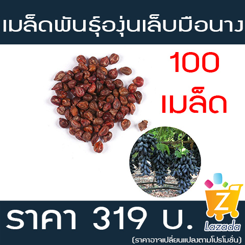 เมล็ดพันธุ์องุ่นเล็บมือนาง