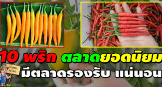 ปลูกพริกต้องรู้! 10 สายพันธุ์พริก ยอดนิยมที่ตลาดต้องการ ปลูกแล้วขายได้แน่นอน