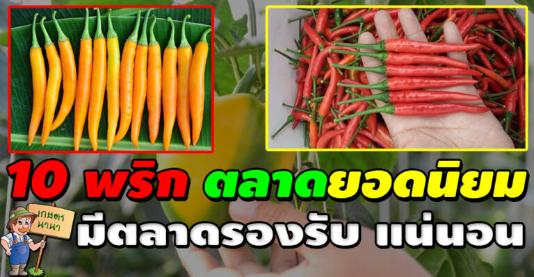 ปลูกพริกต้องรู้! 10 สายพันธุ์พริก ยอดนิยมที่ตลาดต้องการ ปลูกแล้วขายได้แน่นอน