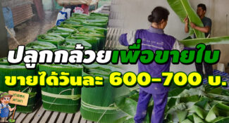 ปลูกกล้วยเพื่อขายใบ สร้างรายได้วันละ 600-700 บาท