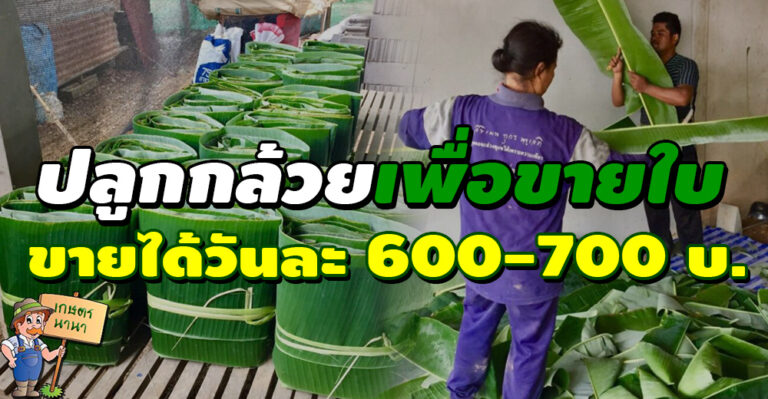 ปลูกกล้วยเพื่อขายใบ สร้างรายได้วันละ 600-700 บาท