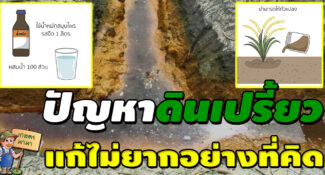 วิธีการแก้ปัญหาดินเปรี้ยว “แก้ไม่ยากอย่างที่คิด”