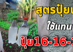 แจกสูตรปุ๋ยน้ำ เทียบเท่าปุ๋ยเคมี 16-16-16