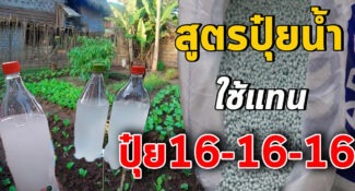 แจกสูตรปุ๋ยน้ำ เทียบเท่าปุ๋ยเคมี 16-16-16