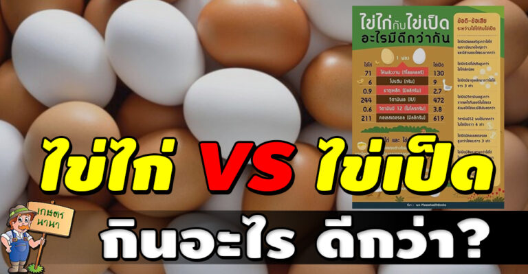 ระหว่าง ไข่ไก่ กับ ไข่เป็ด อะไรมีดีกว่ากัน กินไข่อะไรดีกว่า