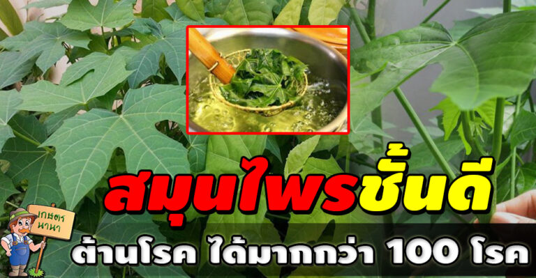 สรรพคุณเพียง ต้นผงชูรส หรือ เรียกอีกอย่างว่าผักไชยา