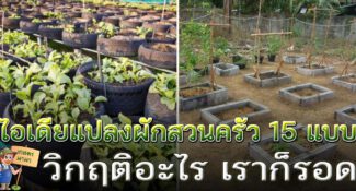 15 ไอเดีย แปลงปลูกผักสวนครัว ปลูกผักกินเอง ในยามวิกฤติจะช่วยเราได้