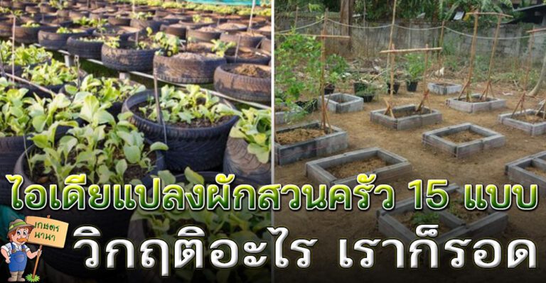 15 ไอเดีย แปลงปลูกผักสวนครัว ปลูกผักกินเอง ในยามวิกฤติจะช่วยเราได้