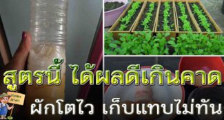 วิธีทำปุ๋ยฮอร์โมนไข่แบบเข้มข้น พืชผักโตไว เร่งผล เร่งโต